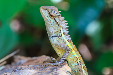 Green crested lizard