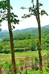 Tropical forest at Nan province Thailand  