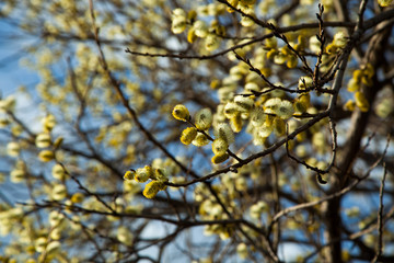 Willow bloom