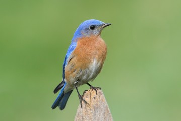 Male Eastern Bluebird