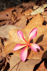 pink frangipani flower