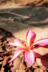 pink frangipani flower