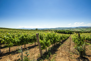 A view of vineyards on clear summer day