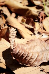 Dried leaves