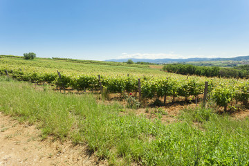 Fototapeta na wymiar Vineyards on clear summer day