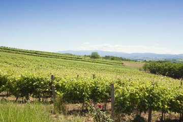 Fototapeta na wymiar A view of vineyards and blue skies