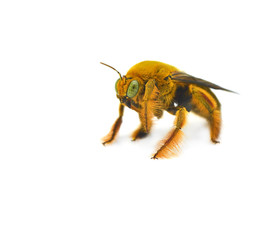Closeup bumblebee isolated on the white background