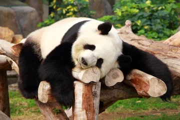 Tuinposter Panda Panda