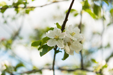flowering apple tree in spring