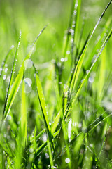 Blade of grass in morning dew