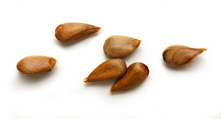 Dry apple seeds