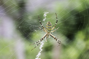 Spider in a garden