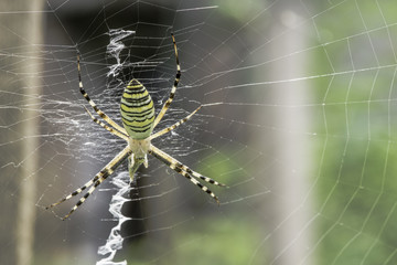 Spider in a garden