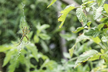 Spider in a garden