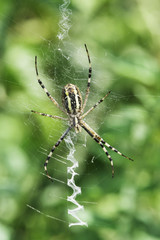 Spider in a garden