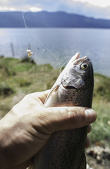 Fisherman caught a fish