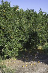 Orange trees in plantation