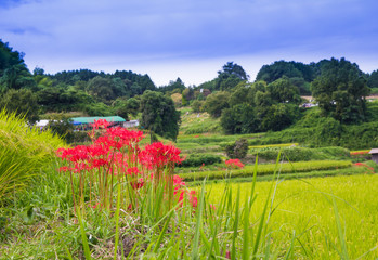 彼岸花と棚田の風景