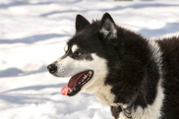 The Kamchatka Huskies with multi-coloured eyes