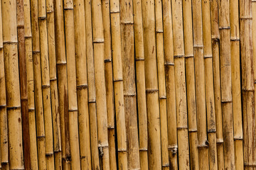 bamboo background