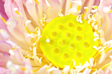 close up of a pink lotus flower in blossom