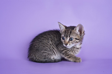 Obraz premium Egyptian Mau kitten isolated on a colored background