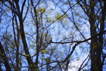 branches of  tree