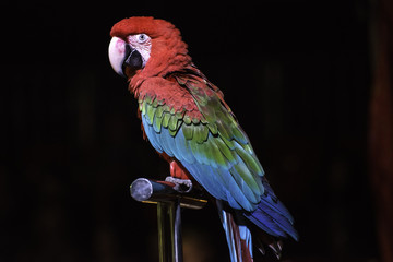 Parrot in the circus