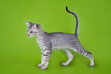 Naklejka premium Egyptian Mau kitten isolated on a colored background