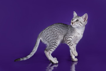Naklejka premium Egyptian Mau kitten isolated on a colored background