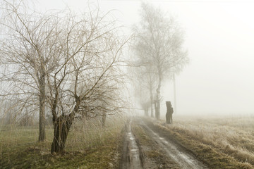 trees in autumn