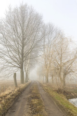 road to fog