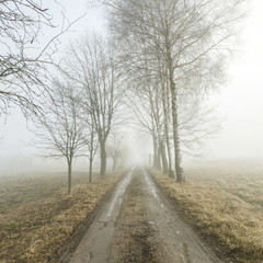 Fototapeta na wymiar Alley running between the trees in fog