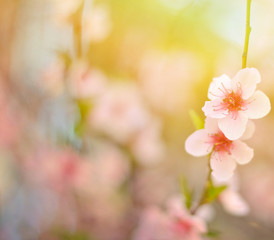 Beautiful peach flower against blured background