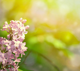 Beautiful Lilac flowers background with bokeh