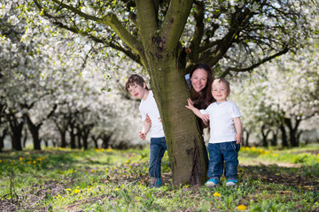 Fototapeta premium Mother with two sons in cherry blossom spring garden