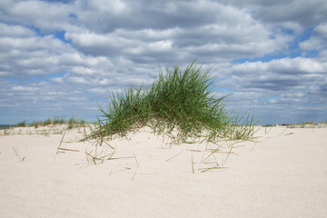 Grass in sand at Baltic sea.