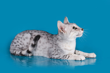 Egyptian Mau kitten isolated on a colored background