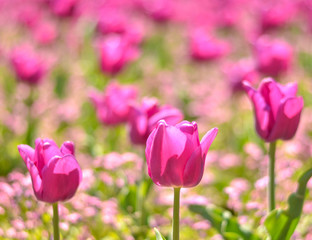 Field of pink tulips