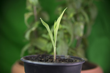 corn, new plant, green background