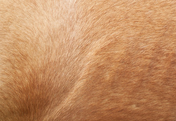 Horse fur close up