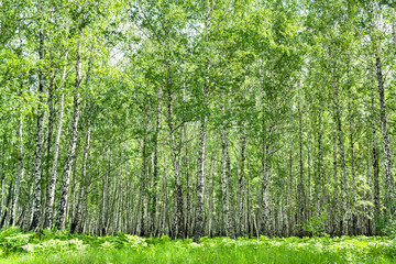 Obraz premium summer landscape with the birch forest