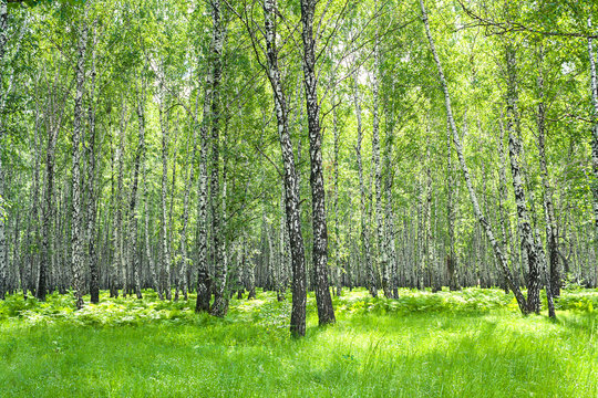 summer  landscape with the birch forest and the sun