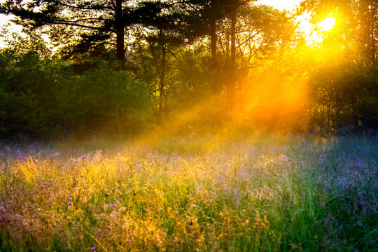 blur landscape with the sun beams  on a meadow