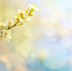 Fototapeta na wymiar Spring flowers against blue bokeh background