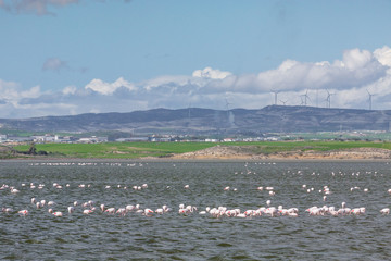 Flamingos in Larnaca Salt Lake