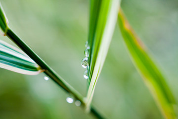 Morning dew on blades of grass during sunrise