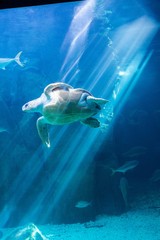 Fototapeta na wymiar Sea turtle swimming in aquarium