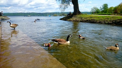 Enten am ammersee