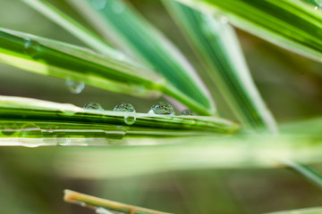 Morning dew on blades of grass during sunrise